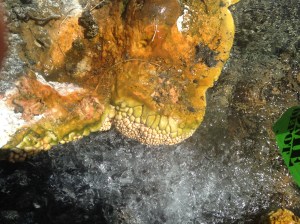 Brad and John are rejoicing in the results of a full days worth of Geobio2014 getting their science on!